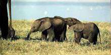 Les éléphants dans le parc national de Aberder Webcam - Nairobi
