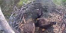 Eagle's Nest Webcam - Napoli