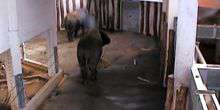 Afrikanische Elefanten - 6 Aufrufe Webcam - Tallinn