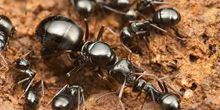 Ameisenhaufen unter dem Mikroskop Webcam - Moskau
