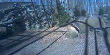 Der Amur-Leopard am Stumpf Webcam - Tallinn