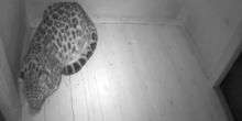 Il leopardo di Amur nel nido Webcam - Tallinn