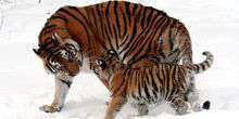 Amur Tiger Webcam - Milwaukee