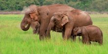 Éléphants à Bali Webcam - Denpasar