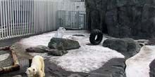 Ours polaires au zoo de l'Alaska Webcam - Anchorage