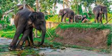 Elefantenfarm Webcam - Denpasar