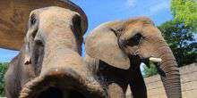 Elefanten in der Voliere Webcam - Milwaukee