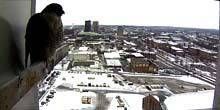 Panorama d'en haut, nid de faucon Webcam - Manchester