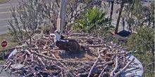 Osprey Nest - Fish Eagle Webcam - Saint-Pétersbourg