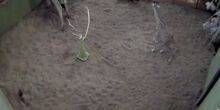 Girafes Cheyenne Mountain Webcam - Colorado Springs