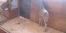 Giraffe in un parco avventura con animali Webcam - Binghamton