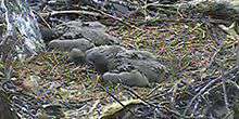 Le nid de pygargues à tête blanche Webcam - Pittsburgh