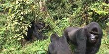 Gorilla nelle vicinanze di Mystery Webcam - Butembo