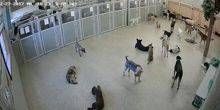 Riparo per cani di grossa taglia Webcam - Chicago