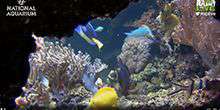 récif de corail Webcam - Baltimore