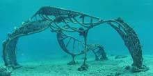 Lebende Meeresskulptur auf der Insel Cozumel Webcam - San Miguel