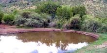Parco nazionale di Pilanesberg Webcam - Pretoria