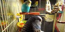 Gabbia per pappagalli Webcam - Oklahoma City