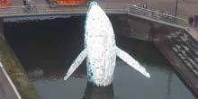 Balena della lettiera del Pacifico Webcam - Bruges