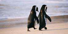 Pinguini africani Webcam - Монтерей