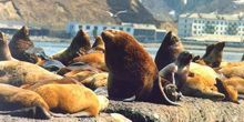 Seal-Seal Rookery Webcam - Nevelsk