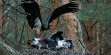 Black Stork Nest Webcam - Jaunjelgava