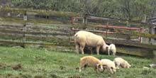 Allevamento di maiali Webcam - Watertown