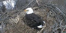 Weißkopfseeadler-Nest Webcam - Pittsburgh