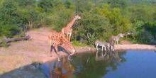 Wilde Tiere an einer Wasserstelle Webcam - Nairobi
