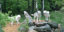 Loups blancs à Rocky Mountain Preserve Webcam - Boulder