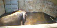 WebKamera Tallinn - Afrikanische Elefanten - 8 Aufrufe