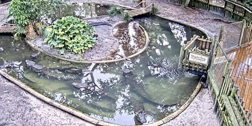 Alligatorfarm Webcam - St. Augustine