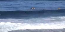 WebKamera Honolulu - Die Banzai Pipeline ist ein Strand für Surfer