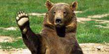 WebKamera Alaska - Bären im Katmai National Preserve