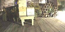 WebKamera San Francisco - Bienenstöcke in der Nähe des Fairmont Hotels