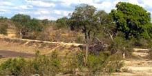 WebKamera Mbombela - Dzhumsky Reserve