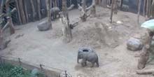 WebKamera Amersfoort - Elefanten im Zoo