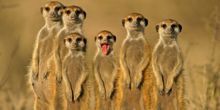 Webсam Londra - Meerkats allo zoo di Londra