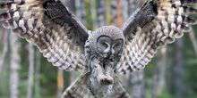 Webсam Loksa - Nid de Grey Owl