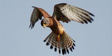 WebKamera Brest - Kestrel Falcon's Nest