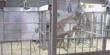 WebKamera Topeka - Giraffen im Zoo