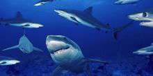 WebKamera Monterey - Haifischhai