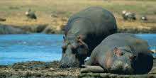 WebKamera Laikipia - Reserve in Laikipia (Hippos)