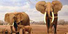 WebKamera Laikipia - Wilde Tiere Afrika in Laikipia (Elefanten)