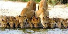 WebKamera Hoedspruit - Löwen an einer Wasserstelle