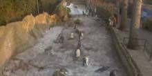 WebKamera Gloucester - Pingouins au zoo
