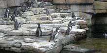 WebKamera Milwaukee - Pinguine auf den Felsen