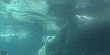 WebKamera Long Beach - Penguins unter Wasser