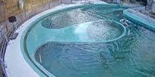 WebKamera Budapest - Pool mit Robben im Zoo