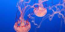 Webсam Monterey - Meduse nell'acquario